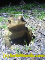 /home//u458753944/public_html/sourcegallery//Roxborough Toad Detour/2013-2019/2013/2013-04-18/P1120183.JPG
